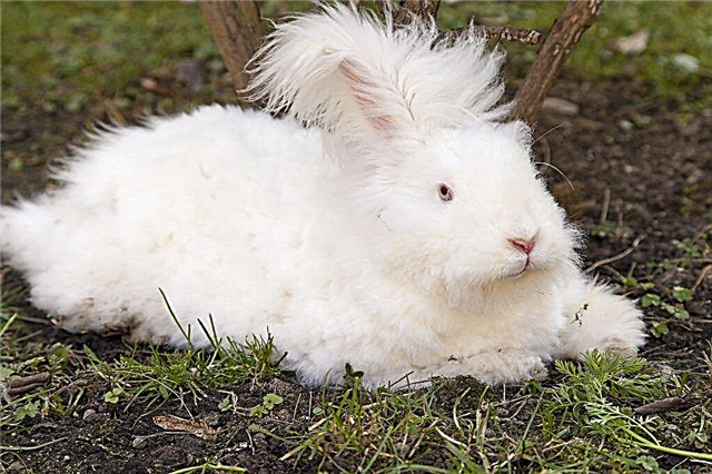Опис породи ангорський кролик