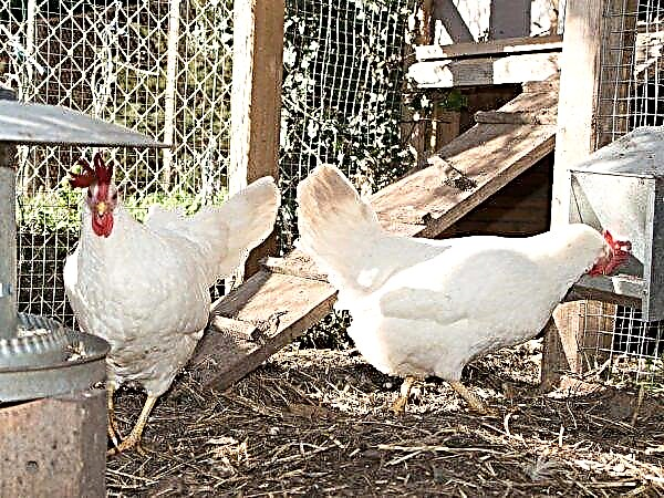 Cara Buat Reban Ayam Telur / Kandang Ayam Mini 314167 Info / Cara