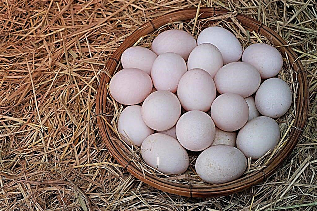 ¿Cuándo suelen las indo-mujeres comenzar a poner huevos?