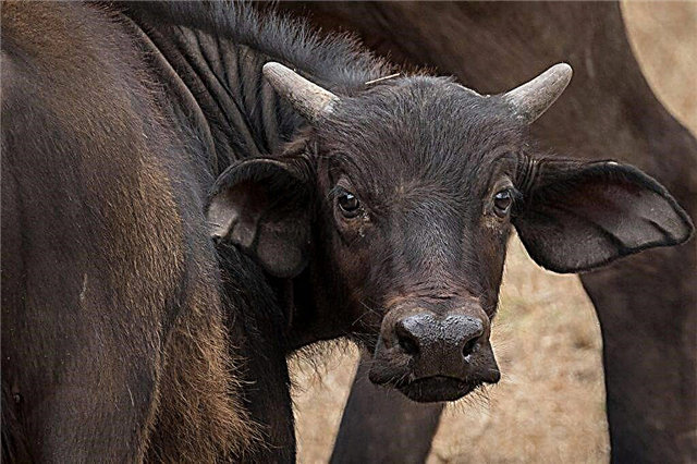 Dispepsia nei vitelli neonati