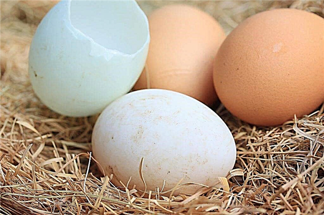 ¿Cuántos patos se sientan en los huevos?