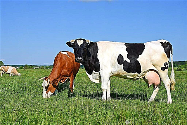 Caractéristiques de l'élevage de vaches laitières
