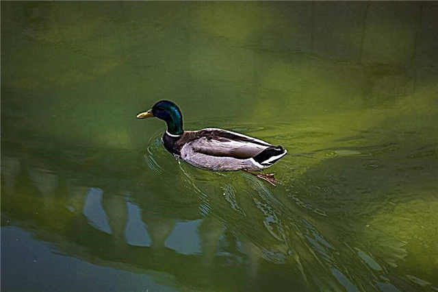 Colored Bashkir duck