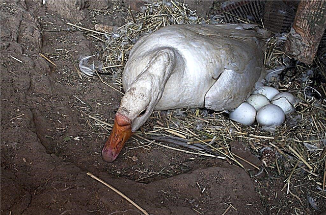 Hoe een eend op eieren te planten