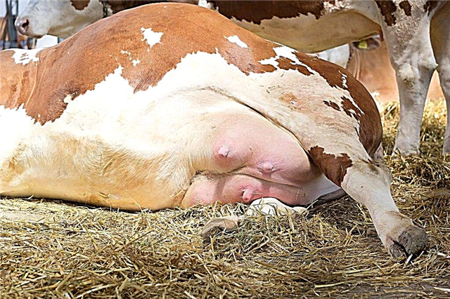 Correct and effective treatment of mastitis in a cow
