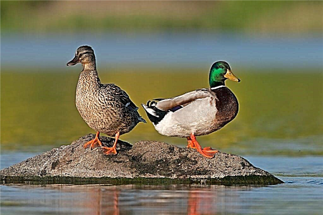 Why ducks can pinch each other's feathers