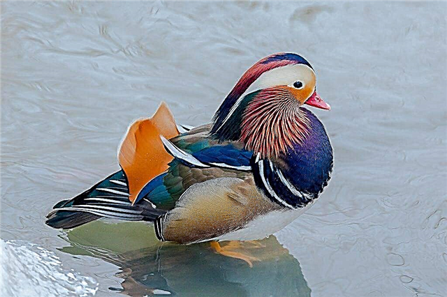 Decorative mandarin duck