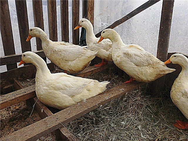 Domestic duck and its breeding