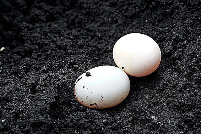 Die Vor- und Nachteile von Eiern