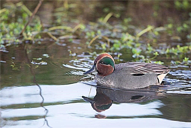 Features and characteristics of teal ducks