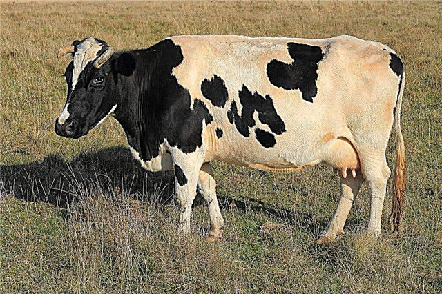 ما هي الأمراض الموجودة في الأبقار والثيران