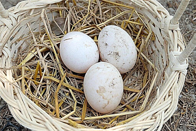 Quantos dias uma Indo-fêmea senta nos ovos e como depositar ovos de outras aves nos ninhos