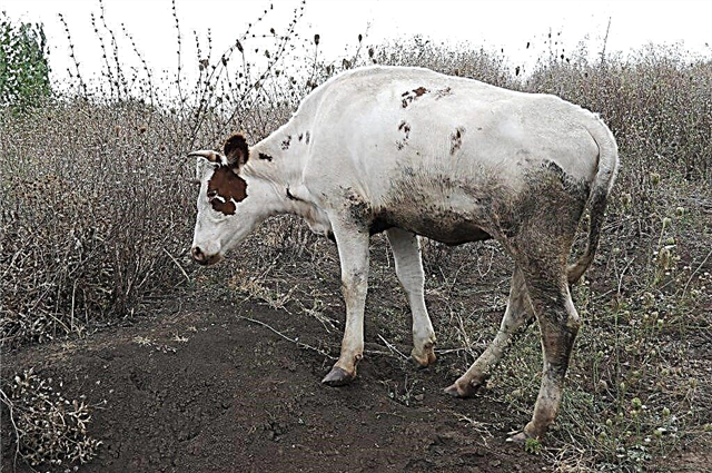 Behandlung von Beulen am Körper einer Kuh