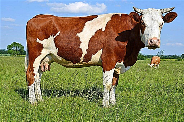 Різновиди молочних порід корів
