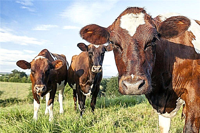 Ayrshire govju šķirne