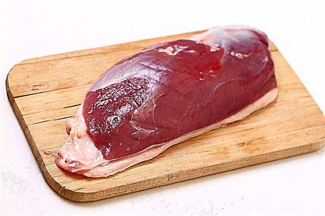 Pravila za gojenje Indooksov za meso doma