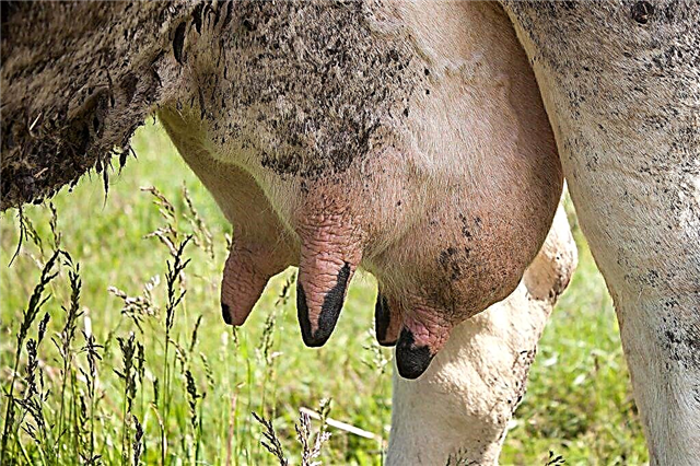 Tratamiento de llagas en la ubre de una vaca.