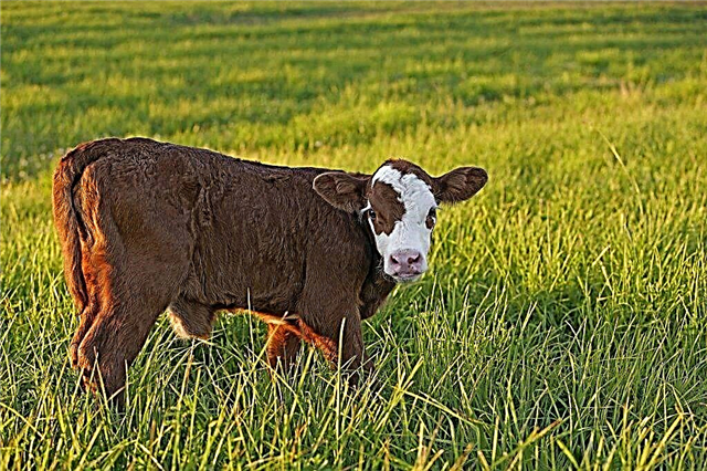 Herefordi lehma tõug