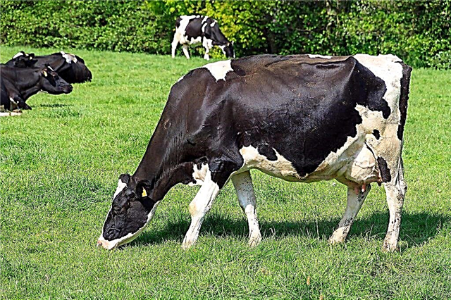 Dairy Holstein breed of cows