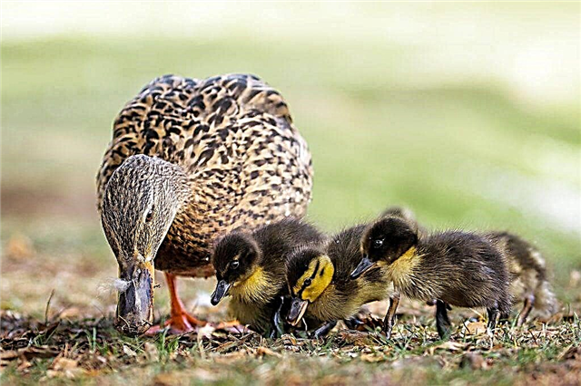 How to feed little ducklings at home