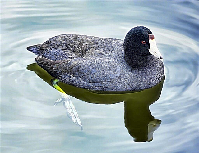 Coot duck