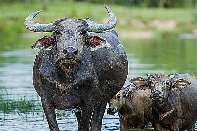 Buffalo i njegove sorte