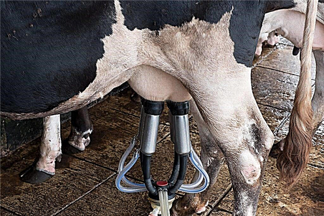 Oorzaken van melk met bloed bij koeien