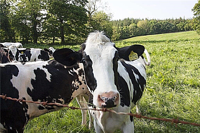 Causes of ketosis in cows