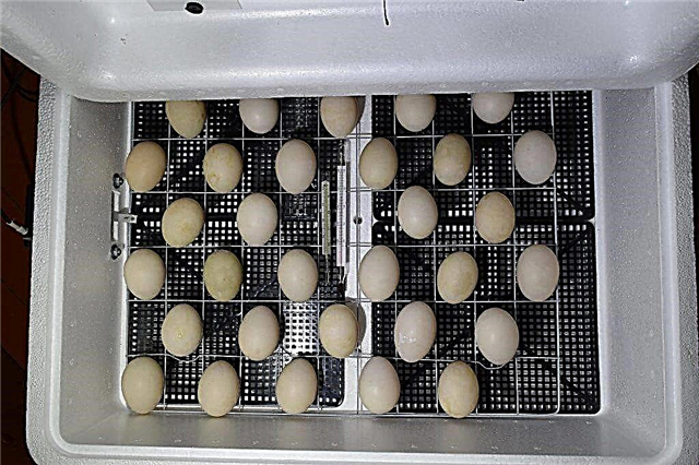 Incubation of indolets from beginning to end