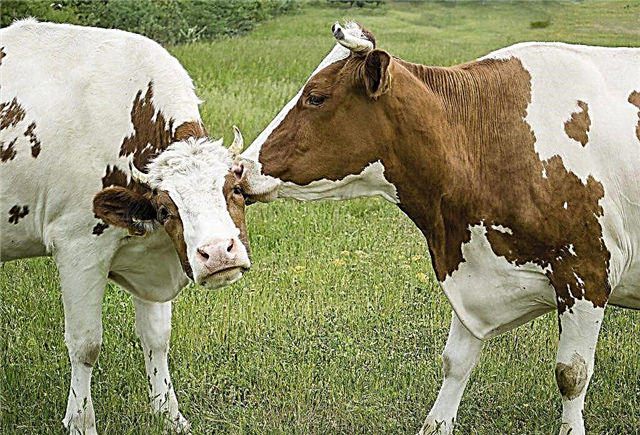 Kända metoder för insemination av kor, deras fördelar och nackdelar