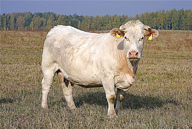 Raça de vaca Charolês