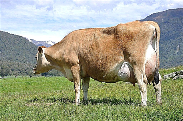 Jersey breed of cows