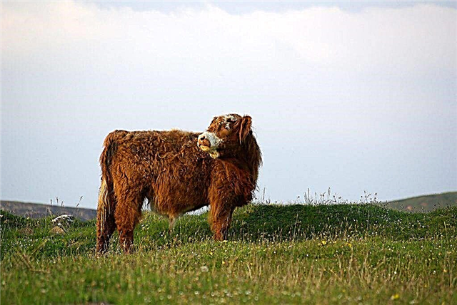 Unusual qualities of the Scottish cow