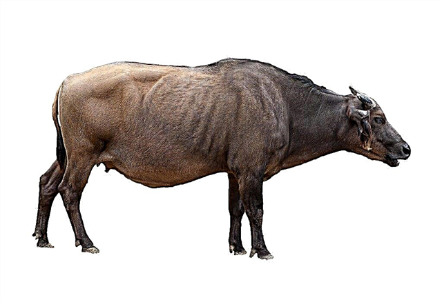 Descripción del búfalo pigmeo