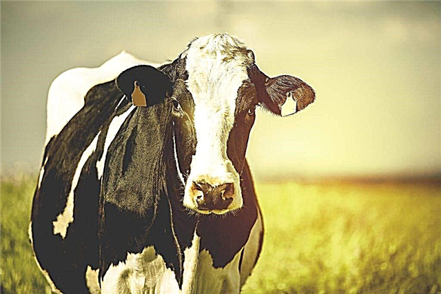 ما هو ابيضاض الدم في الأبقار وأعراضه وعلاماته؟