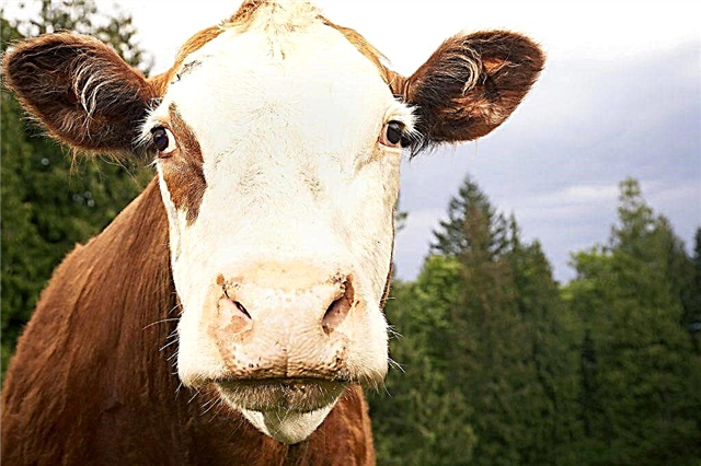 Τι σημαίνει η έννοια της «αγελάδας»: περιγραφή και αιτίες του φαινομένου