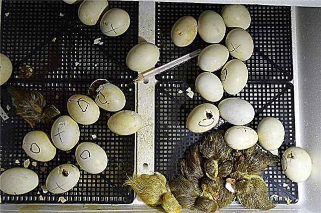 Como incubar adequadamente os ovos de pato