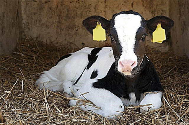 How to properly treat constipation in a calf