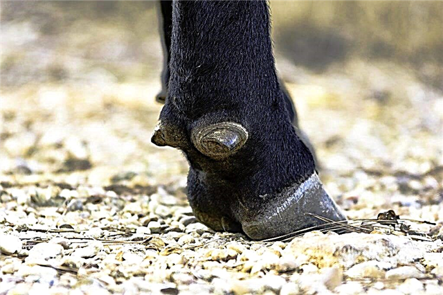 Hoof rot in cattle: causes and treatment of the disease