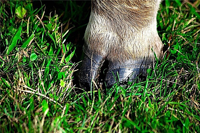 How to trim cows' hooves