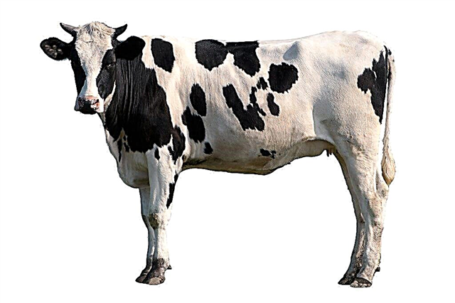 Características da raça Kholmogory de vacas