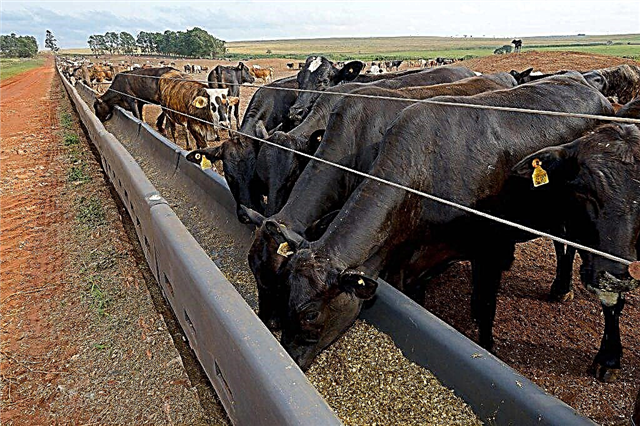 Cómo hacer bebederos y comederos de vacas