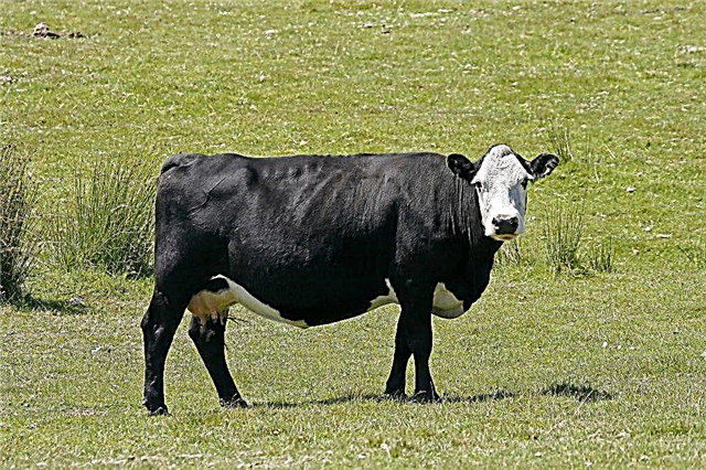 سلالة ياروسلافل من الأبقار
