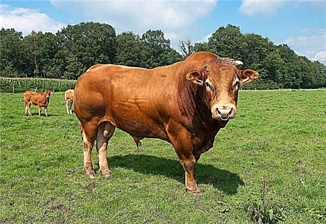 Cow breed limousine