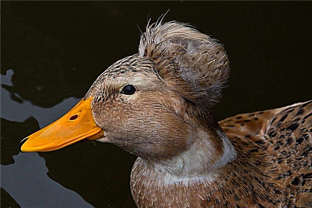 Characteristics of crested ducks