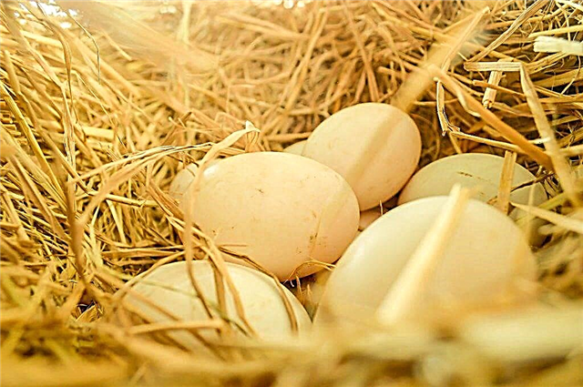 กฎและคำแนะนำสำหรับไข่เป็ดรังไข่ตามวัน