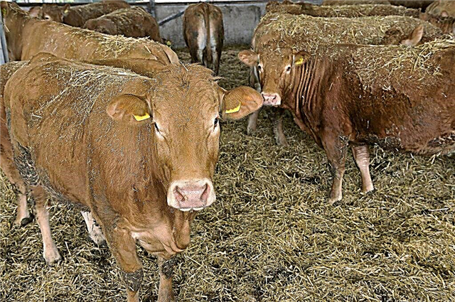 Las razas de vacas más populares de todo el mundo.