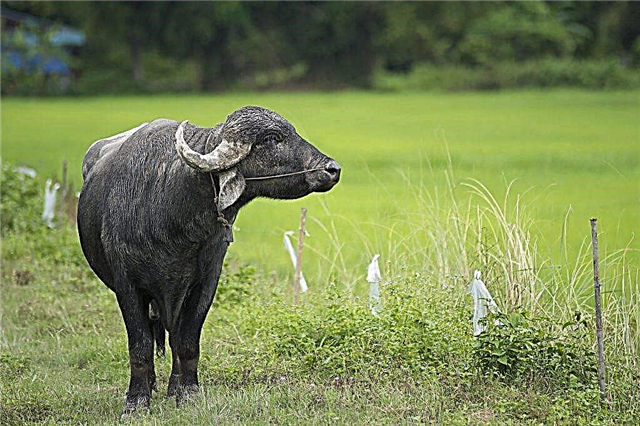 Asian buffalo life