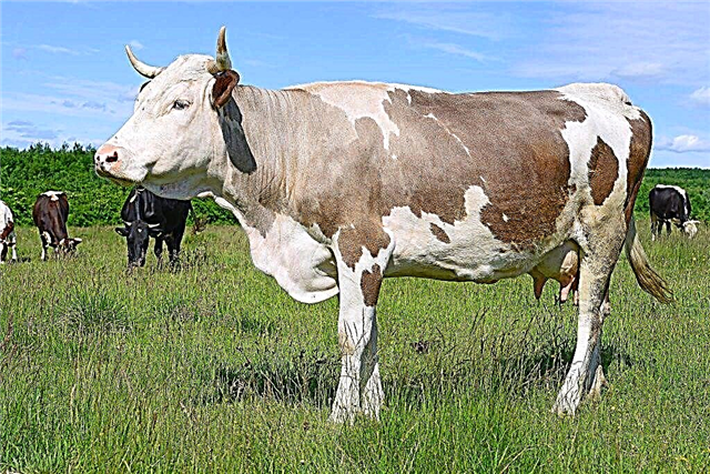 كم وزن البقرة في المتوسط؟