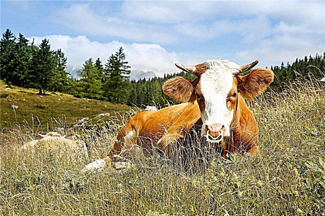Årsager til mund- og klovsyge hos en ko